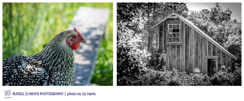 Chickens and sheds on Monhegan Island Maine