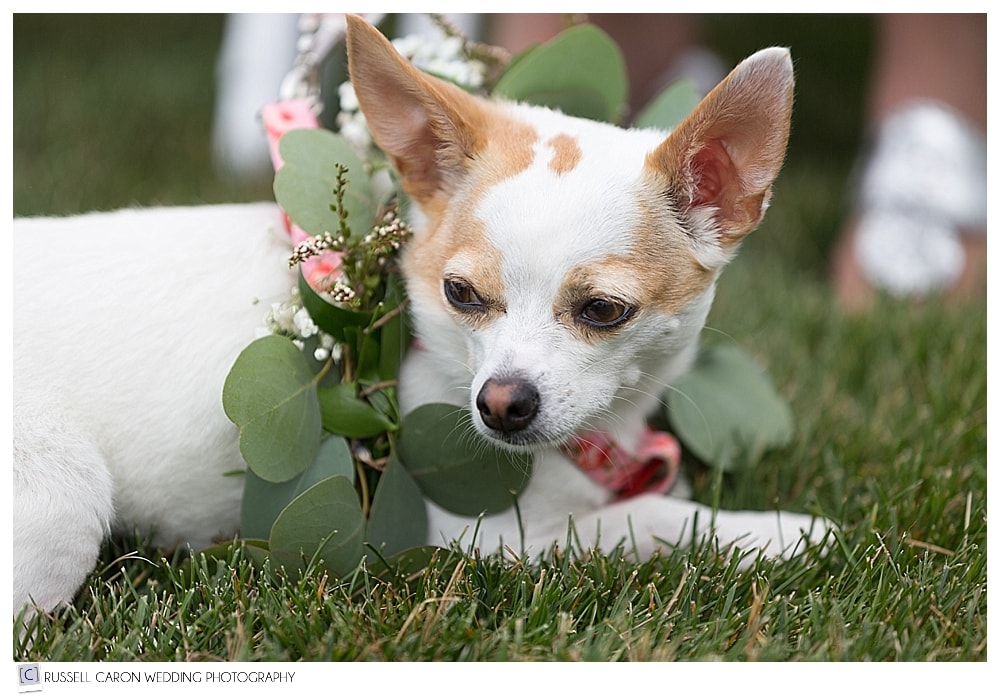 Dog at a wedding wearing flowers