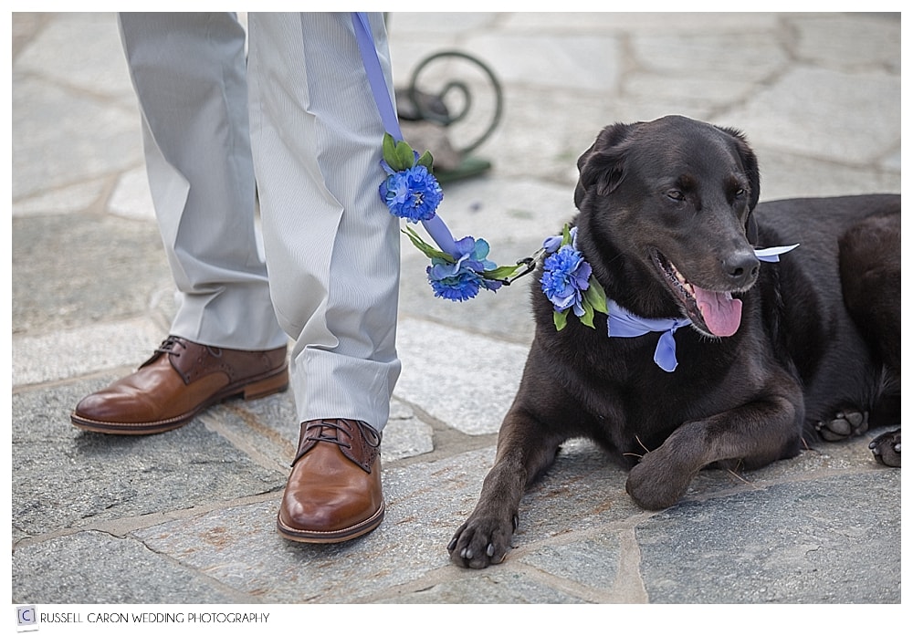dog at wedding