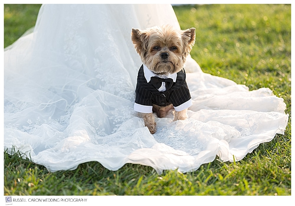 cute yorkie dressed in tux sitting on wedding dress