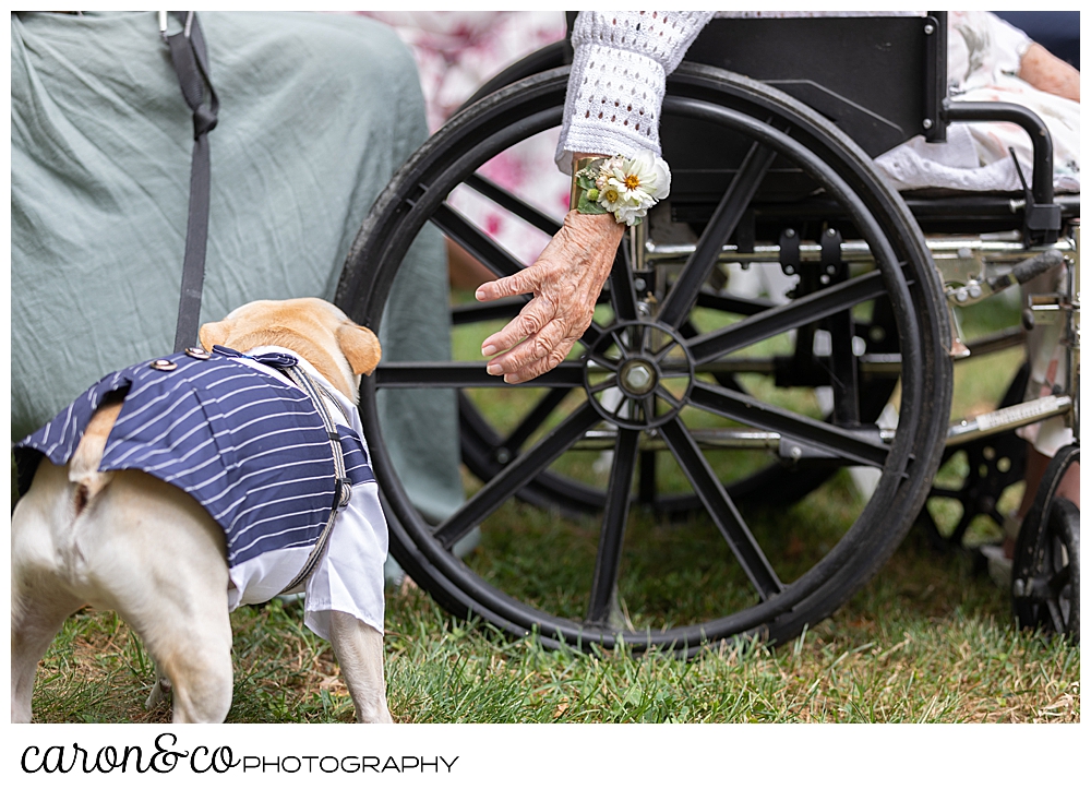 a hand with a wrist corsage, reaches down to a dog wearing a tuxedo at a Grey Havens Inn wedding, Georgetown Maine