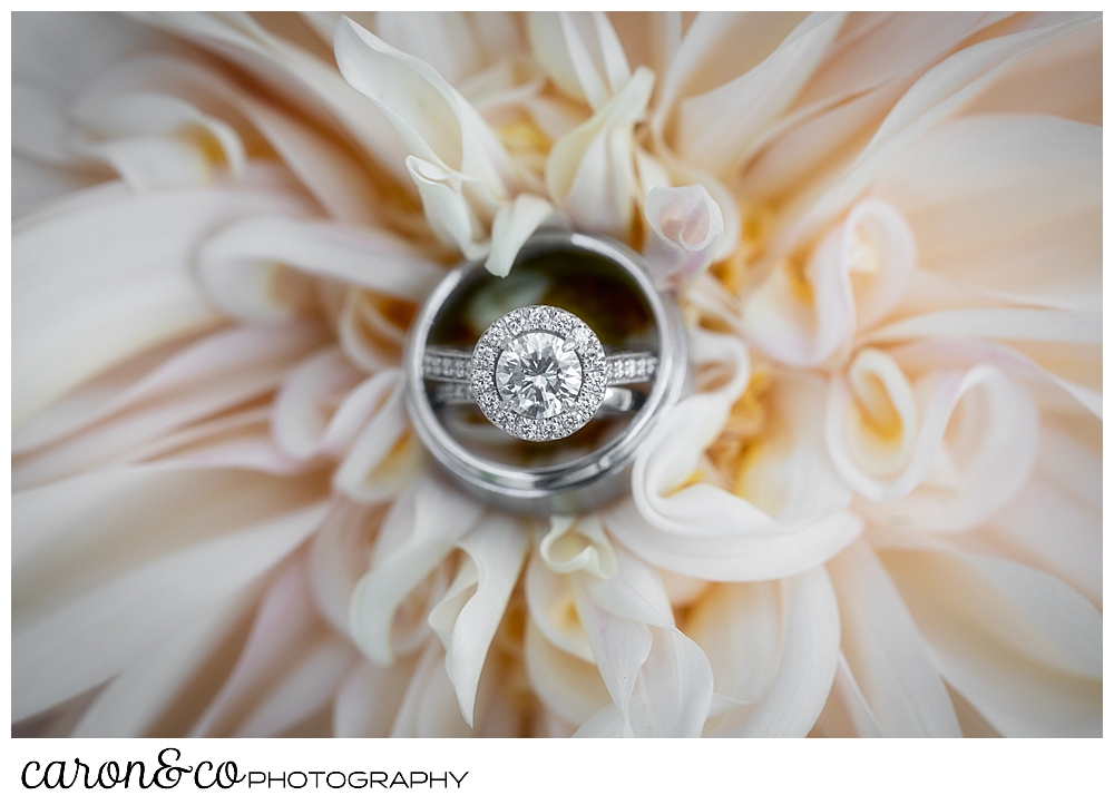 wedding ring detail photo of the bride and groom's wedding bands, and the bride's engagement ring centered in a gorgeous peachy blush dahlia