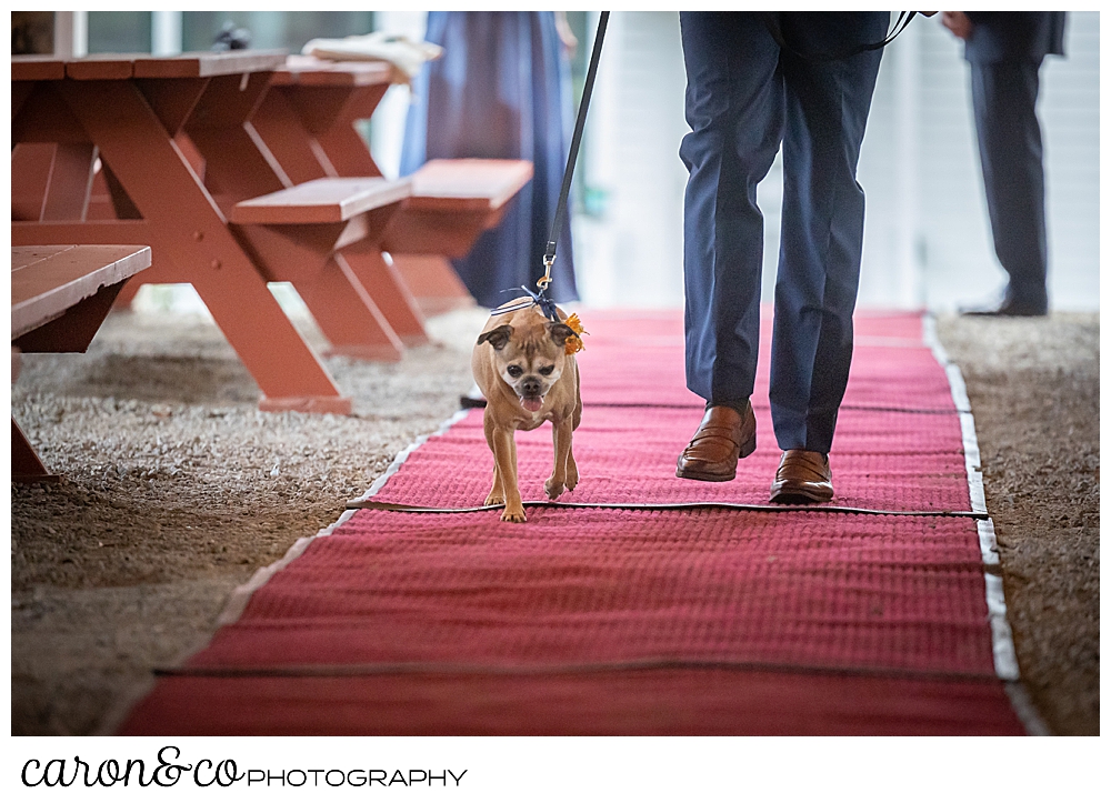 a man walks a leashed dog down a red carpet