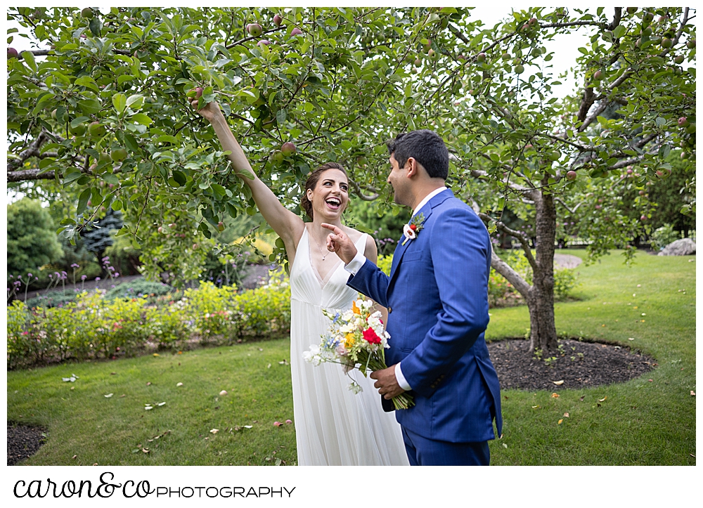 a bride picks an apple in a small orchard at a joyful Pineland Farms wedding