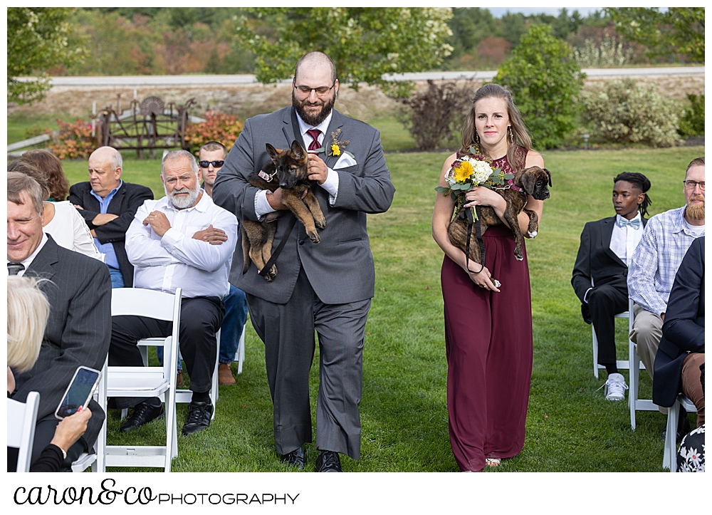 a bridesmaid and groomsman each carry a puppy during a wedding at Maine wedding barn