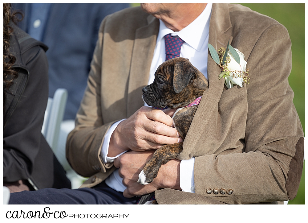 a man wearing a tan suit, cuddles a Boxer puppy